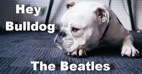 Hey Bulldog. The Beatles.