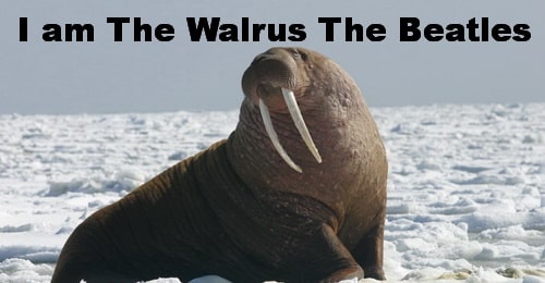 I Am The Walrus. The Beatles.