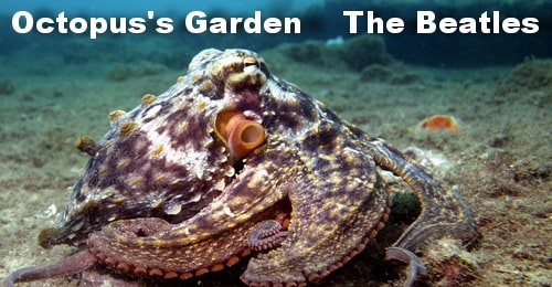 Octopus's Garden. The Beatles.